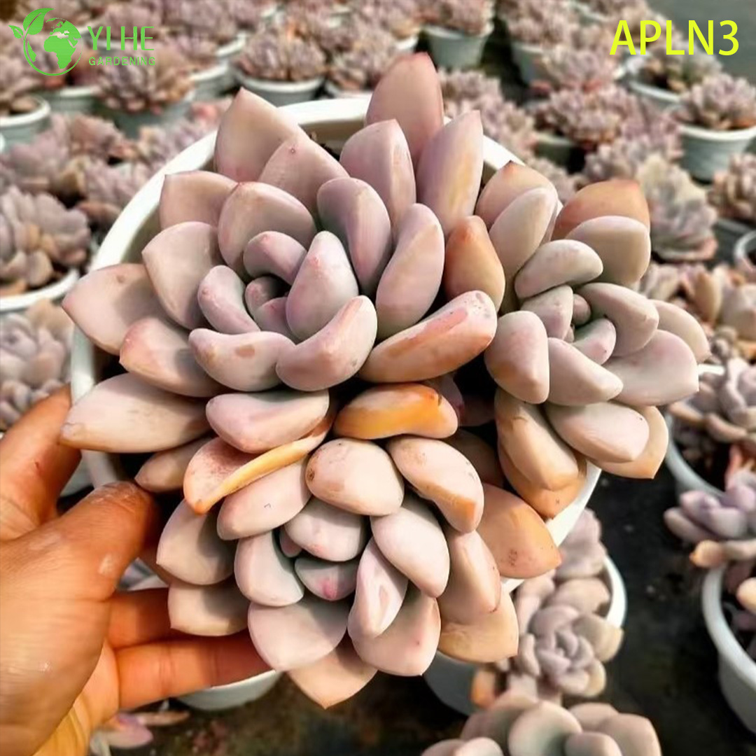 थोक गुलाबी ओपलिना परिपक्व रसीला क्लस्टर लाइव प्लांट बोनसाई