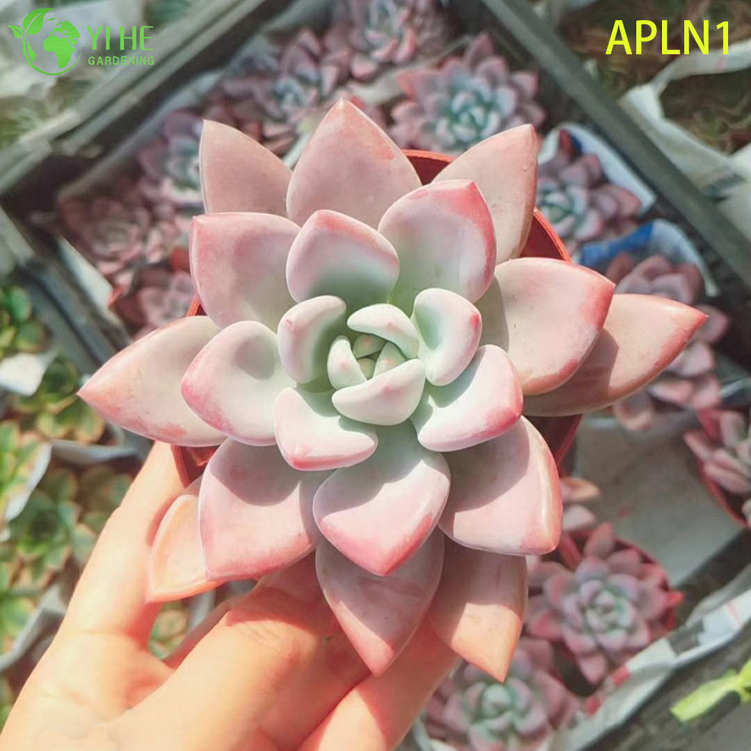 Venta al por mayor Graptoveria Opalina rosa pastel vivo suculenta planta de roseta Bonsai