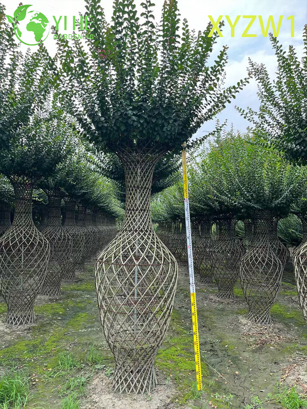 Zierlagerstroemia parviflora, Vasenförmiger Topiary-Baum, blühende Gartendekorpflanze