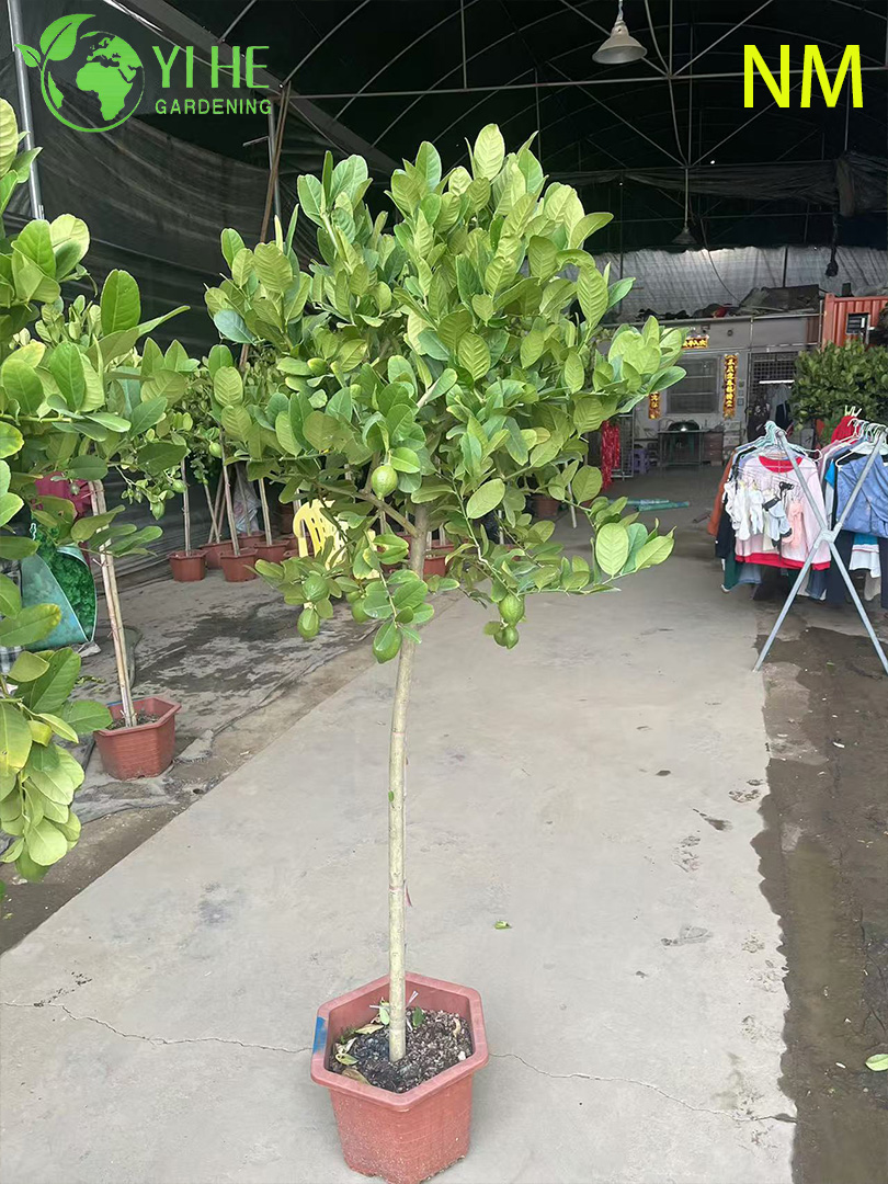 Limonero enano en maceta, c&iacute;tricos australasica para interiores y exteriores a la venta