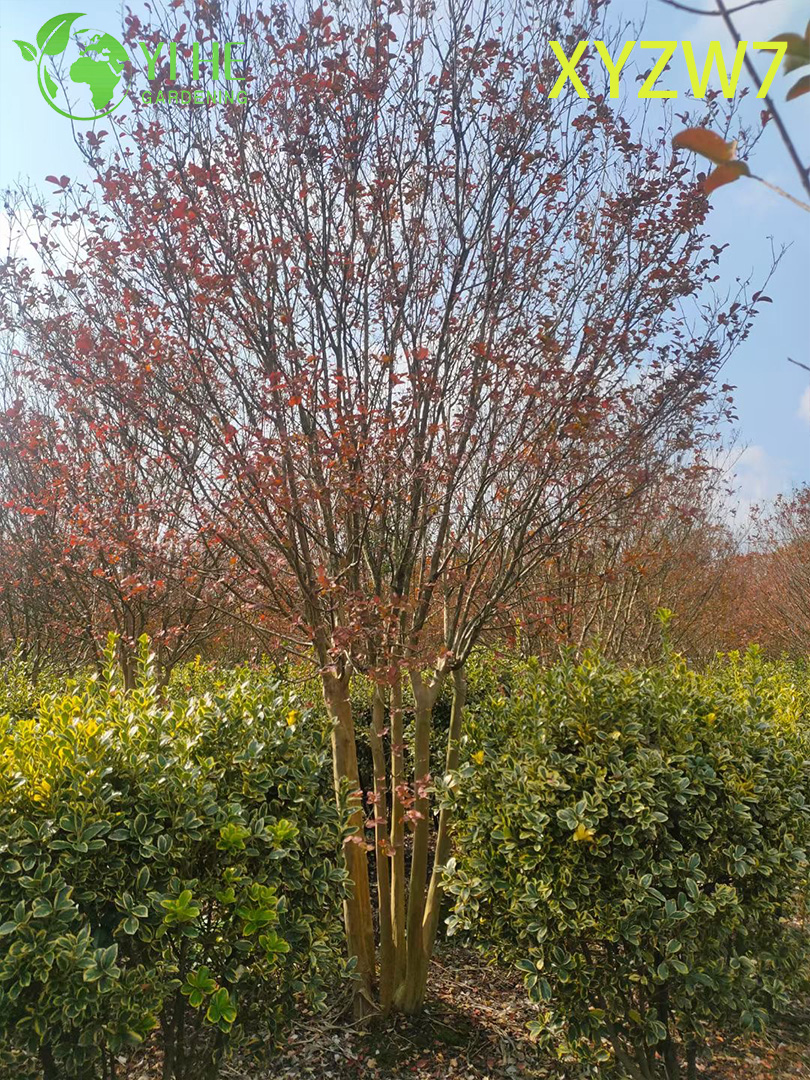 Multi - &aacute;rvore de Lagerstroemia do tronco, planta florescente do esp&eacute;cime do jar�im