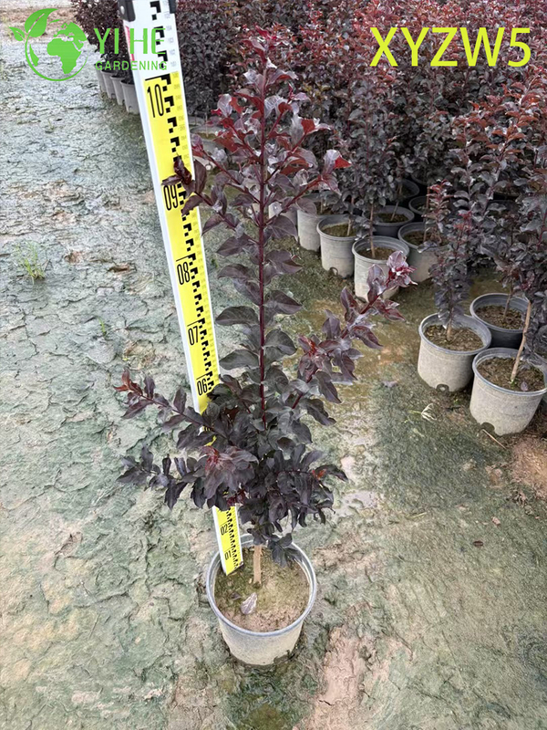 Sierpaars - blad Lagerstroemia parviflora, rood - bloeiende potplant