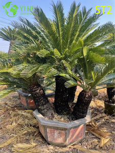 Bonsaï Cycas Revoluta à troncs multiples, sagoutier ornemental à feuilles persistantes