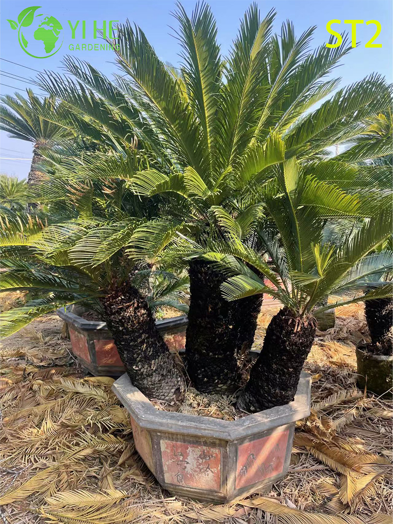ባለብዙ - ግንድ Cycas Revoluta Bonsai፣ Evergreen Ornamental Sago Palm