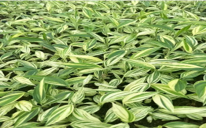 Ein Leitfaden f&uuml;r Anf&auml;nger zum erfolgreichen Anbau junger Alpinia-Pflanzen