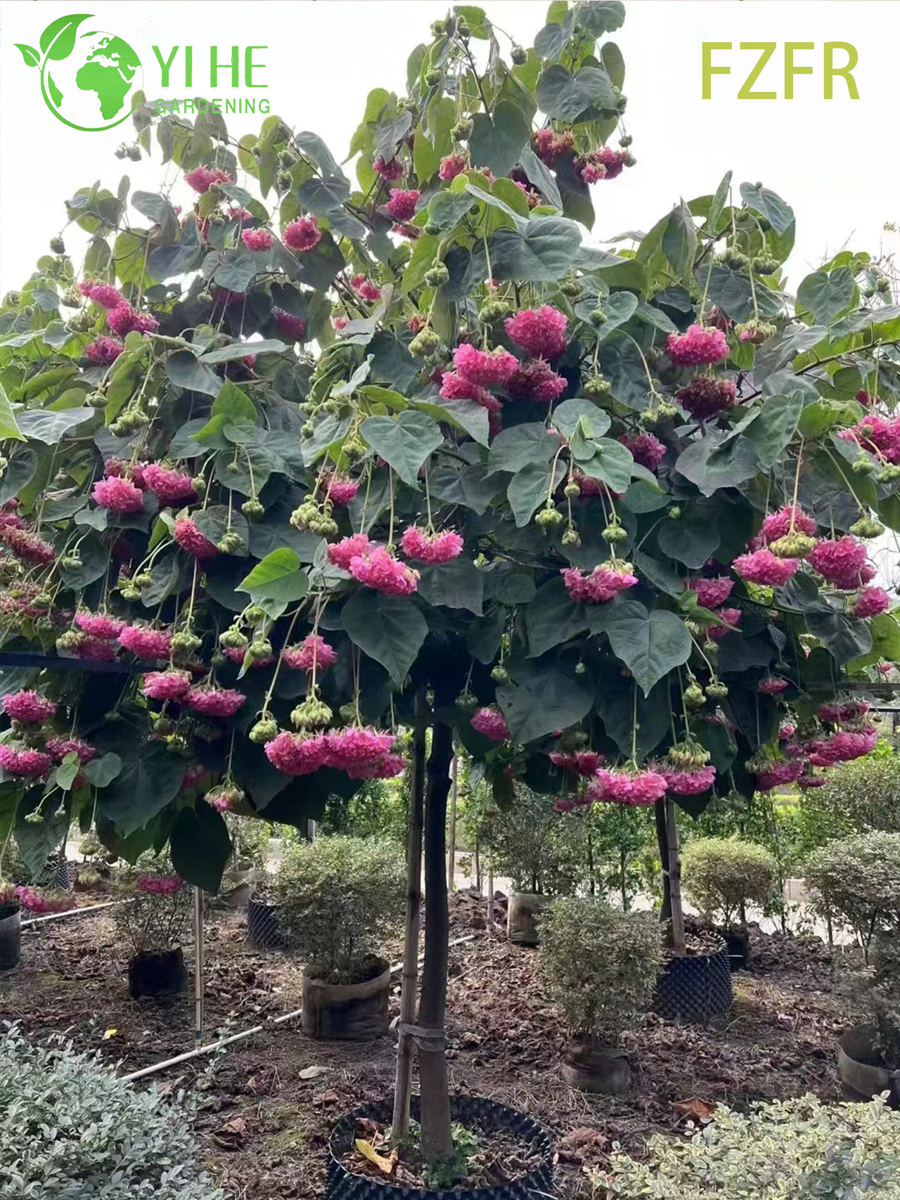 Floraci&oacute;n Dombeya wallichii, planta arbustiva ornamental de tulip&aacute;n africano