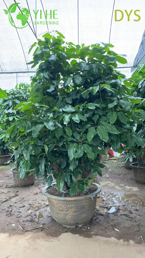 Żywe zielone drzewo parasolowe Schefflera Evergreen Indoor Bonsai Plant