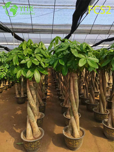 Крупноплодная пахира макрокарпа с толстыми стволами, пышной листвой для украшения, процветанием – денежное дерево