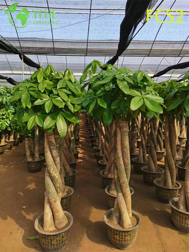 Pachira macrocarpa di grandi dimensioni con tronchi spessi, fogliame rigoglioso per la decorazione, prosperit&agrave; - porta albero dei soldi