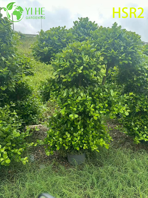 Evergreen Ficus Cone Multi-Ball Pom-Pom Tree សម្រាប់ការរចនាទេសភាព
