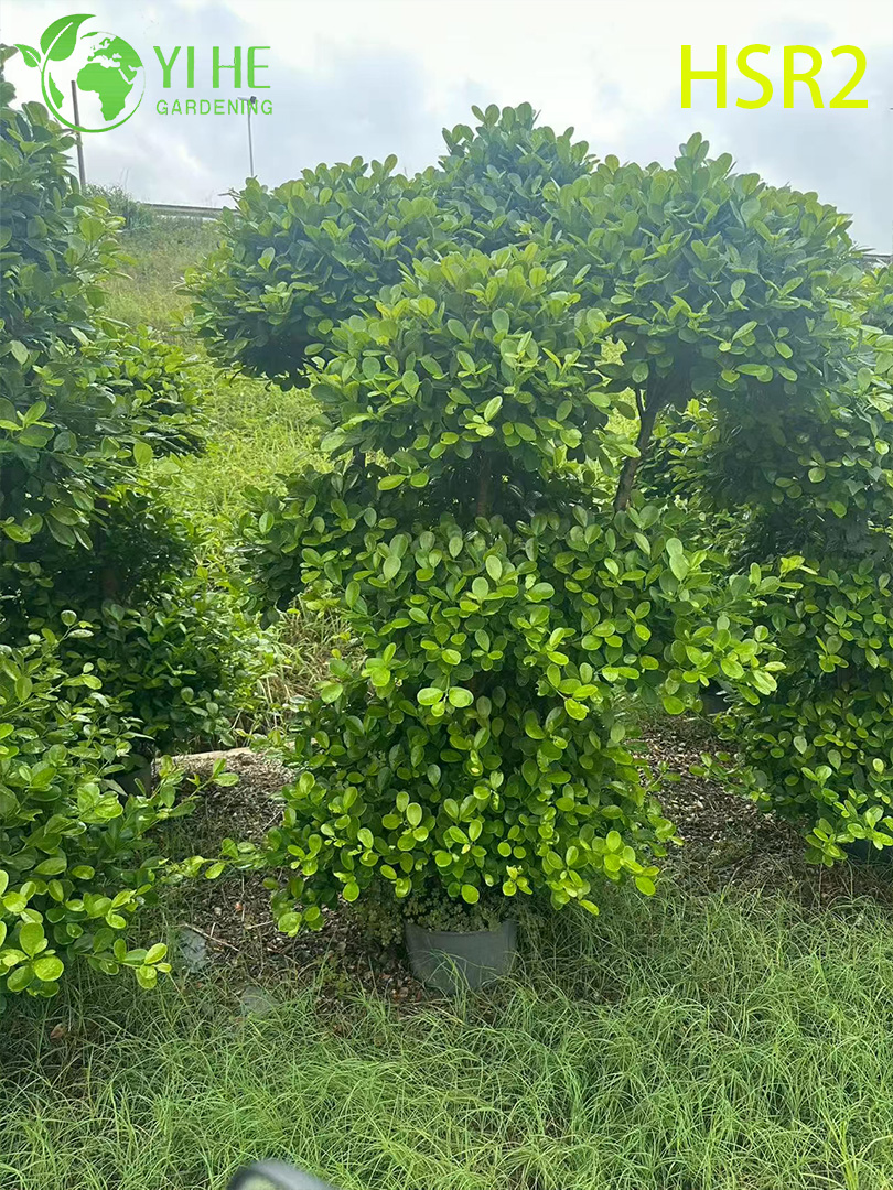 Evergreen Ficus Cone Multi-Ball Pom-Pom Tree សម្រាប់ការរចនាទេសភាព