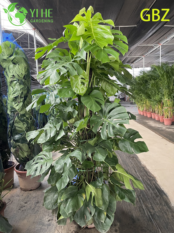 ຕົ້ນໄມ້ປູກຕົ້ນ Monstera Deliciosa ອ່ອນເຂດຮ້ອນ - ອາກາດຂຽວຕະຫຼອດປີ - ເຮັດໃຫ້ສີຂຽວໃນຮົ່ມບໍລິສຸດ
