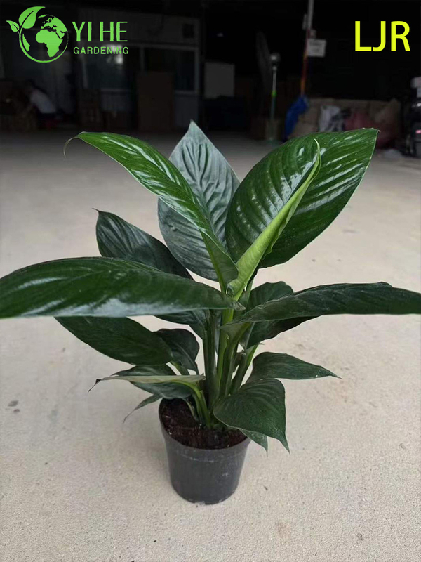 Grande folha Evergreen Spathiphyllum floribundum para planta de purifica&ccedil;&atilde;o de ar interna