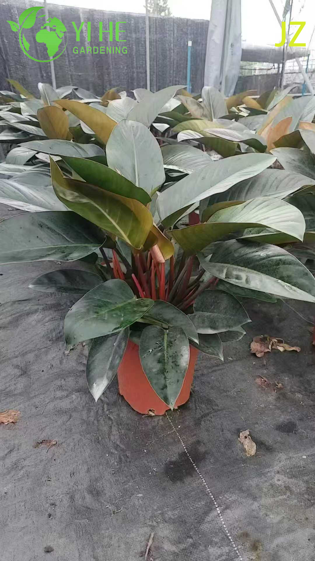 Philodendron Birkin &agrave; feuilles persistantes pour plante de d&eacute;coration int&eacute;rieure