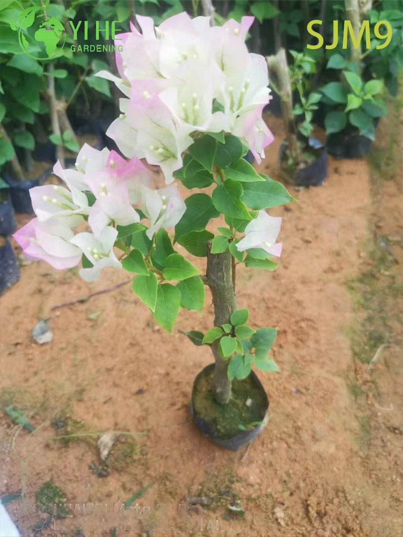 የጅምላ ሽያጭ Bougainvillea ጀማሪ ተክሎች ለህፃናት ቦንሳይ ወጣት ሊነሮች