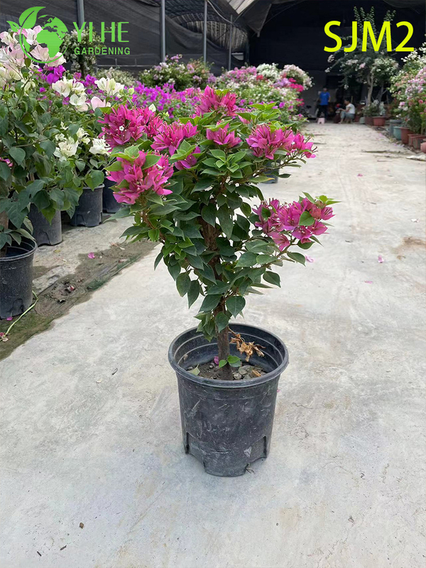 ຂາຍສົ່ງ Bougainvillea Standard Tree Live Plant for Patio Garden Bonsai