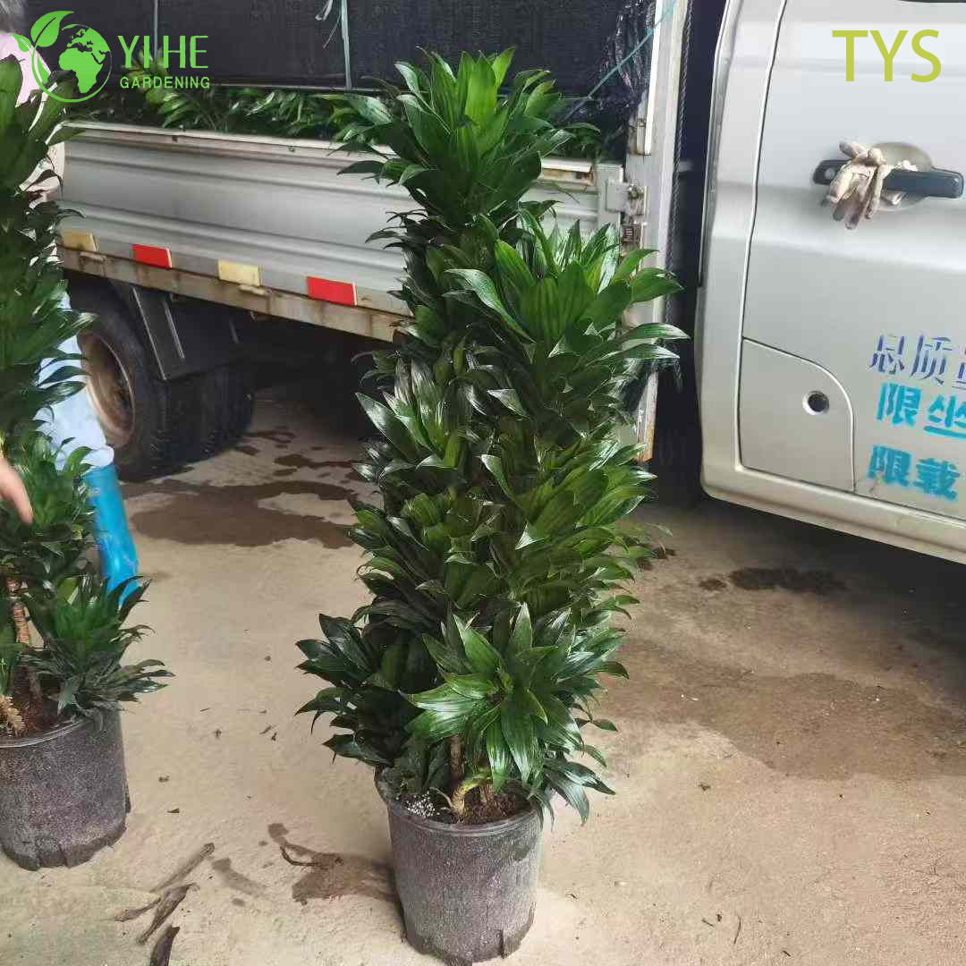 C&acirc;y Dracaena deremensis thường xanh nhỏ gọn d&agrave;nh cho c&acirc;y trang tr&iacute; trong nh&agrave;