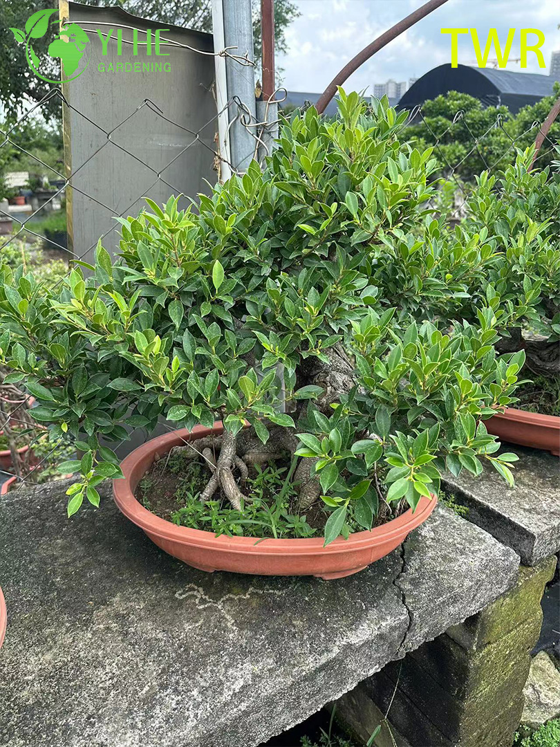 نباتات خضراء مزخرفة بوعاء من أوراق اللبخ ميكروكاربا من تايوان الداخلية