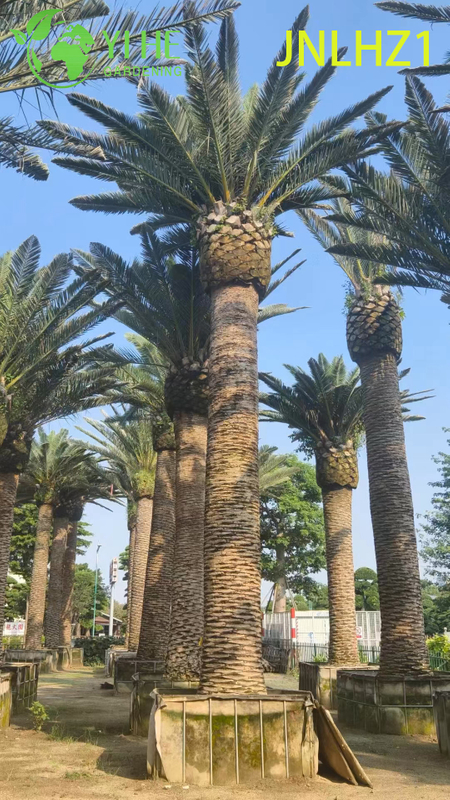 Kanarische Dattelpalme (Phoenix Canariensis) im Gro&szlig;handel – gro&szlig;e, winterharte Palmen