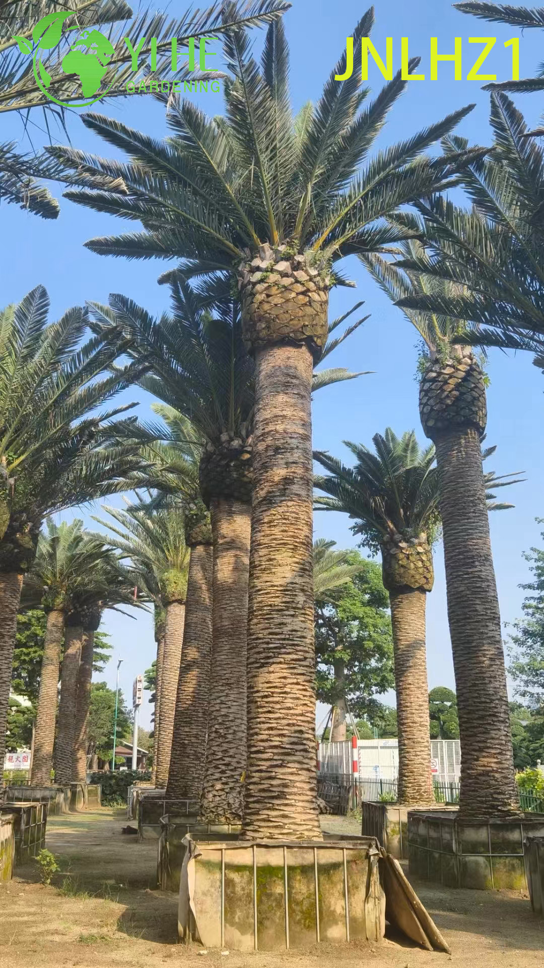 Kanarische Dattelpalme (Phoenix Canariensis) im Gro&szlig;handel – gro&szlig;e, winterharte Palmen