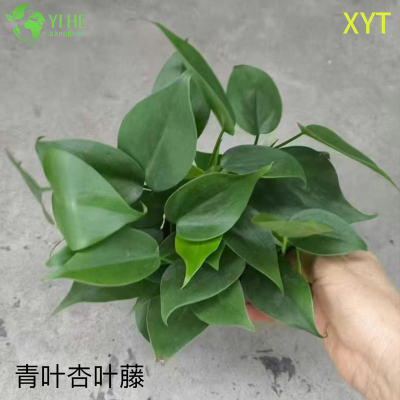 Оптовые горшечные растения Syngonium Podophyllum для внутреннего декора висячей листвы