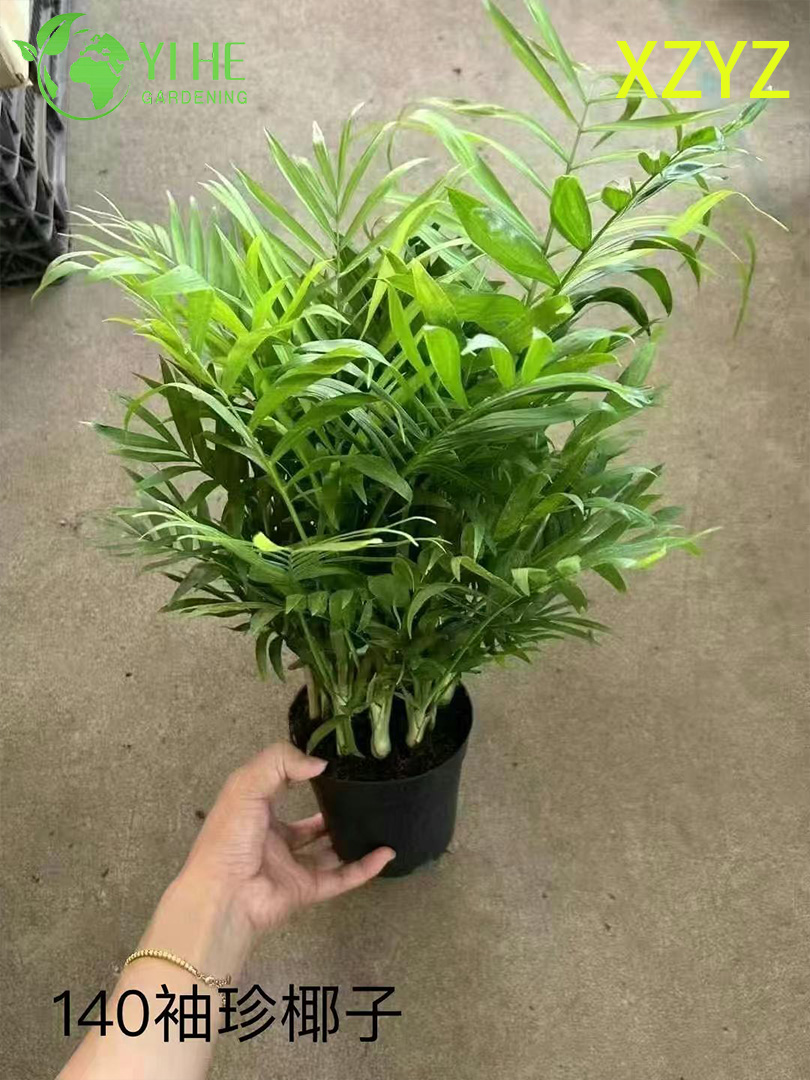 Venda por atacado de plantas em vasos Chamaedorea Elegans para decora&ccedil;&atilde;o de folhagem tropical compacta interna