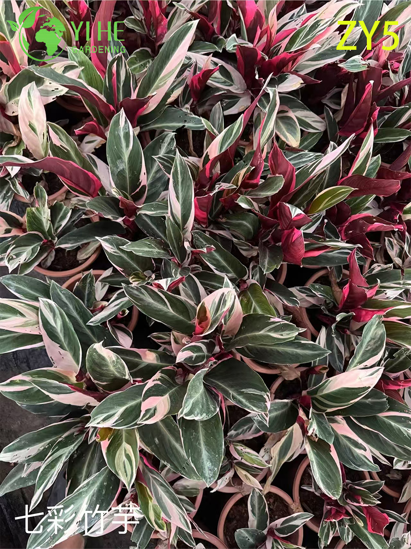 Premium Toptan Calathea Bitkileri - İ&ccedil; Mekan/Dış Mekan Dekorasyonu i&ccedil;in Tropikal Yeşillik