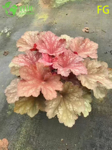 Plantes en pot Heuchera en gros pour jardin d'ombre extérieur feuillage coloré