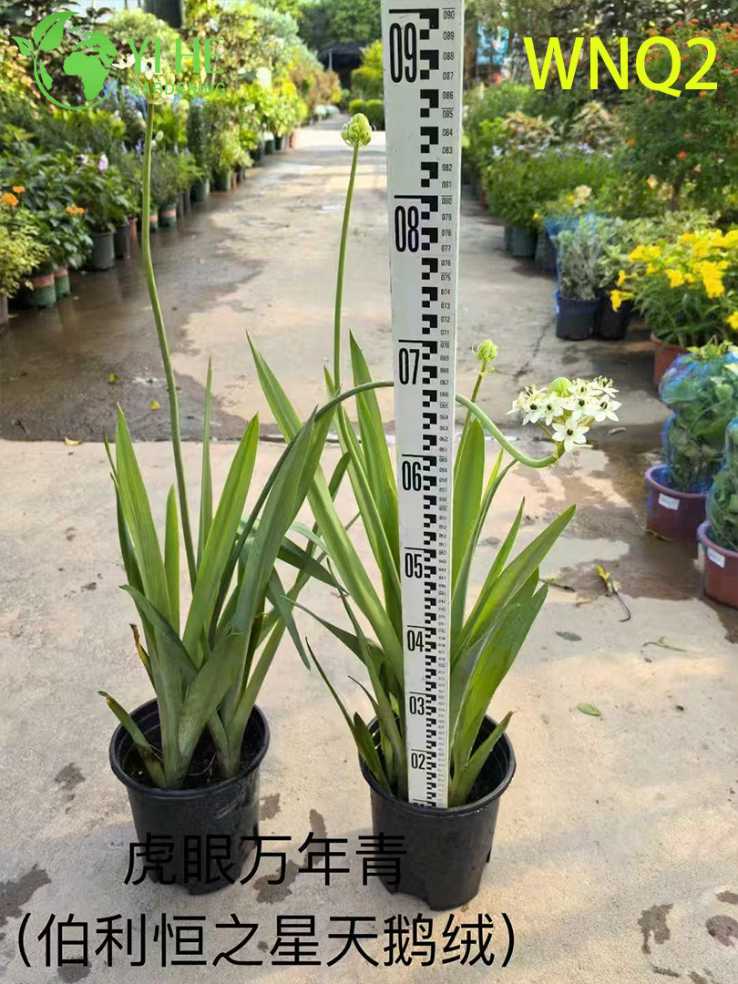 Piante di Aglaonema all'ingrosso - Fogliame tropicale resistente per la decorazione di interni