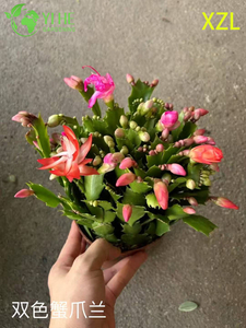 屋内ホリデー開花装飾用卸売シュルンベルゲラ truncata 鉢植え植物