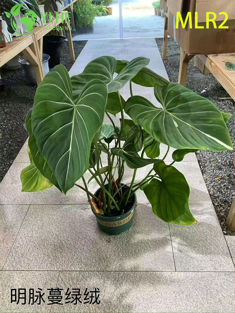 Plantes Philodendron en gros - Feuillage tropical pour l'am&eacute;nagement paysager d&eacute;coratif int&eacute;rieur et ext&eacute;rieur