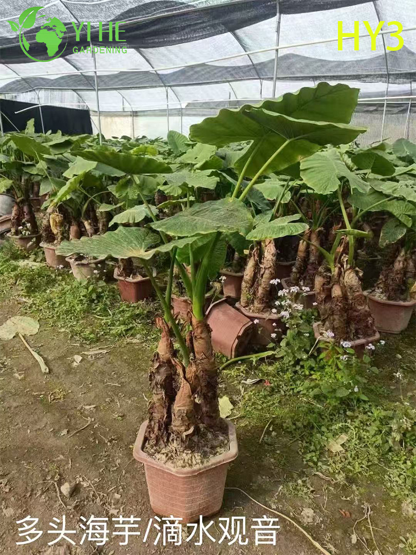 ፕሪሚየም ትልቅ - ቅጠል Alocasia ለጅምላ ወደ ውጭ መላክ ማስጌጥ እና የመሬት ገጽታ