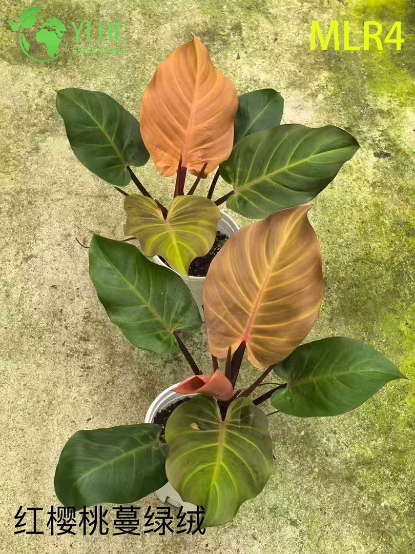 Piante di filodendro all'ingrosso - Vegetazione decorativa con fogliame lussureggiante per interni ed esterni