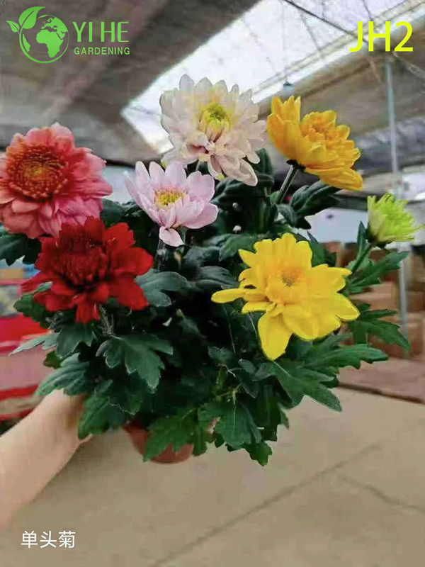 Venta al por mayor de flores de crisantemo - Coloridas plantas ornamentales en maceta reci&eacute;n cortadas