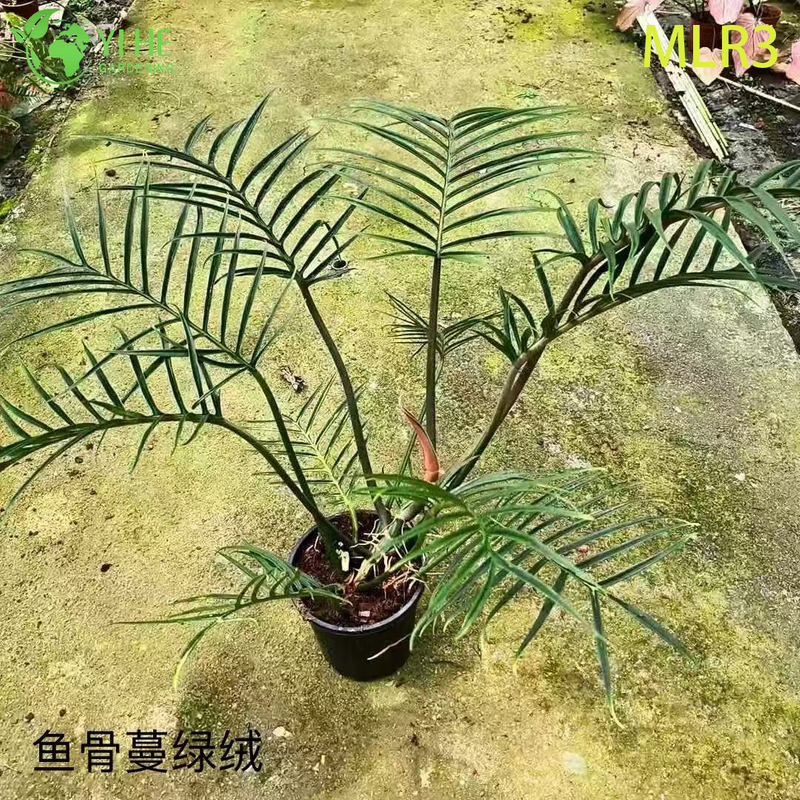 Venda por atacado de plantas tropicais de filodendro para decora&ccedil;&atilde;o interna e externa