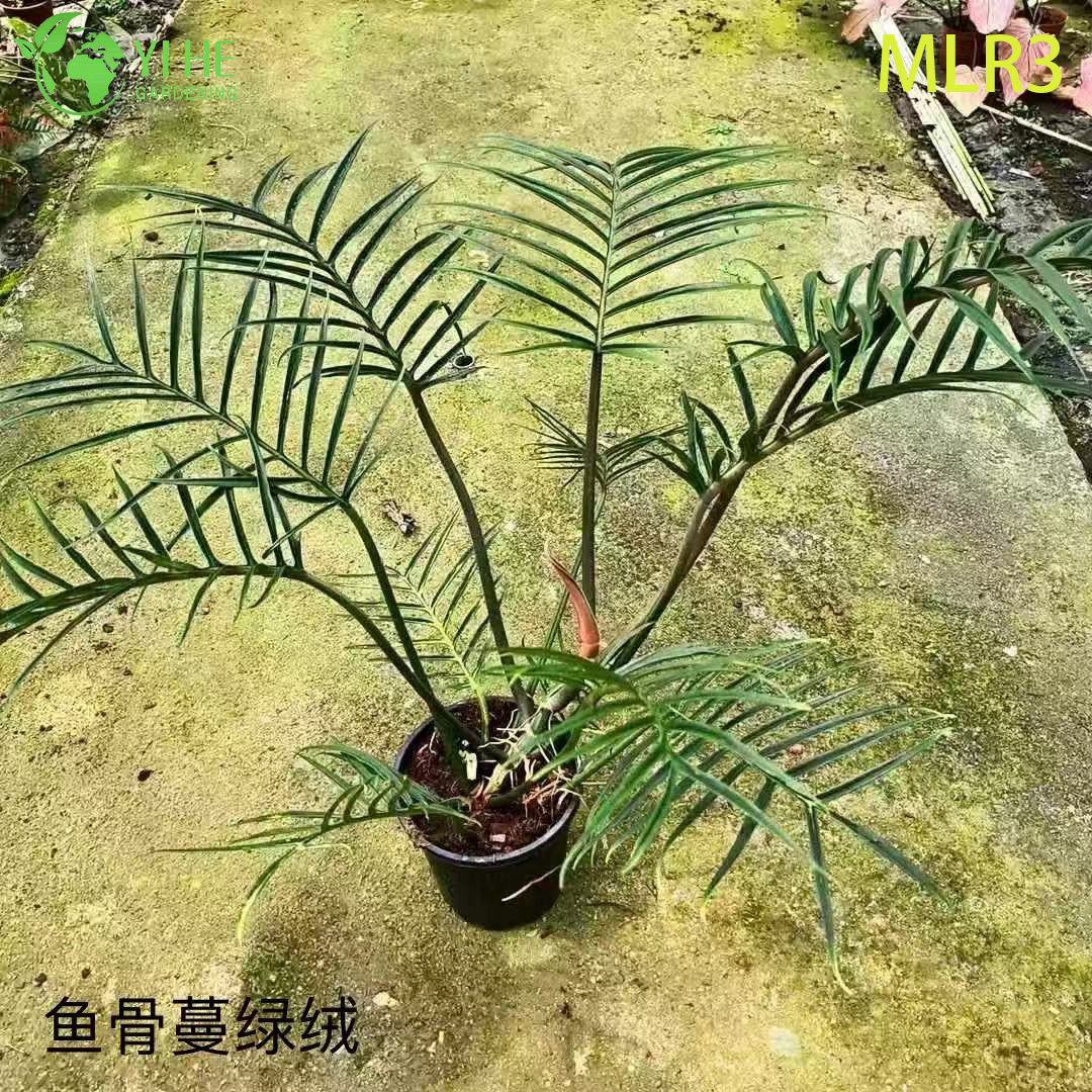 Venda por atacado de plantas tropicais de filodendro para decora&ccedil;&atilde;o interna e externa