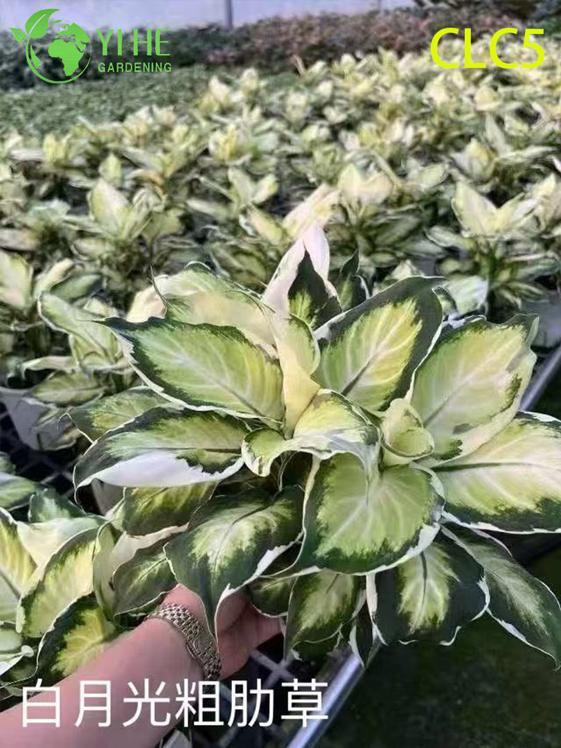 Aglaonema-Pflanzen im Gro&szlig;handel – dekoratives Laub f&uuml;r den Innenbereich mit lebendigen Bl&auml;ttern f&uuml;r Zuhause und B&uuml;ro