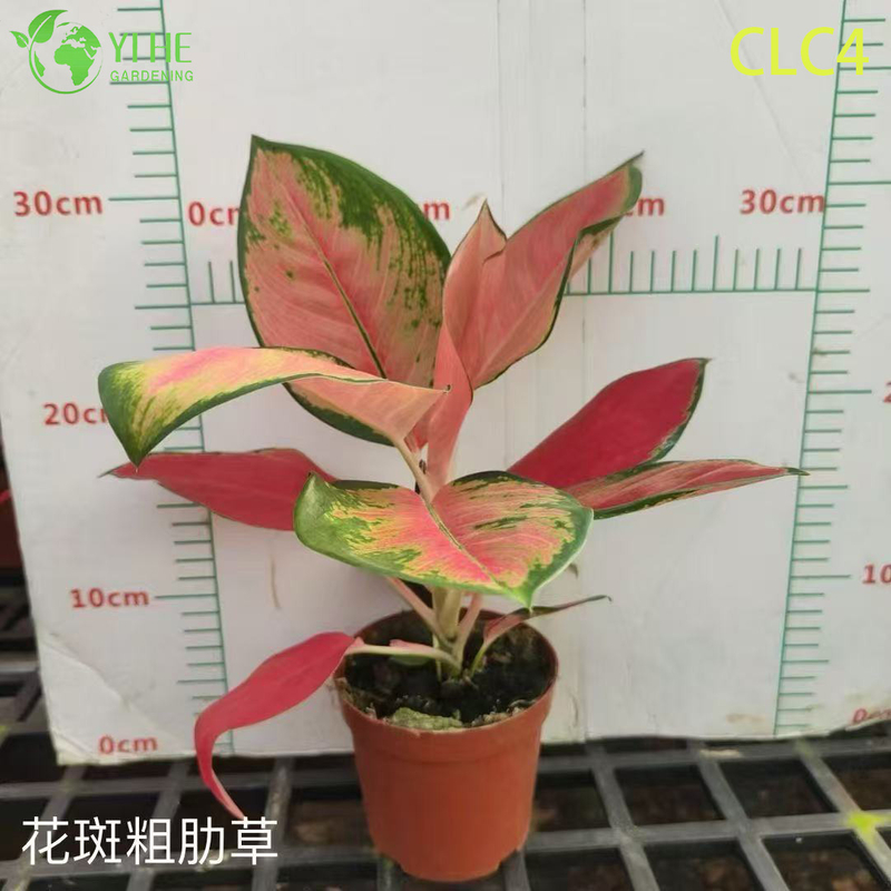الجملة نباتات Aglaonema الاستوائية للديكور الداخلي والخارجي