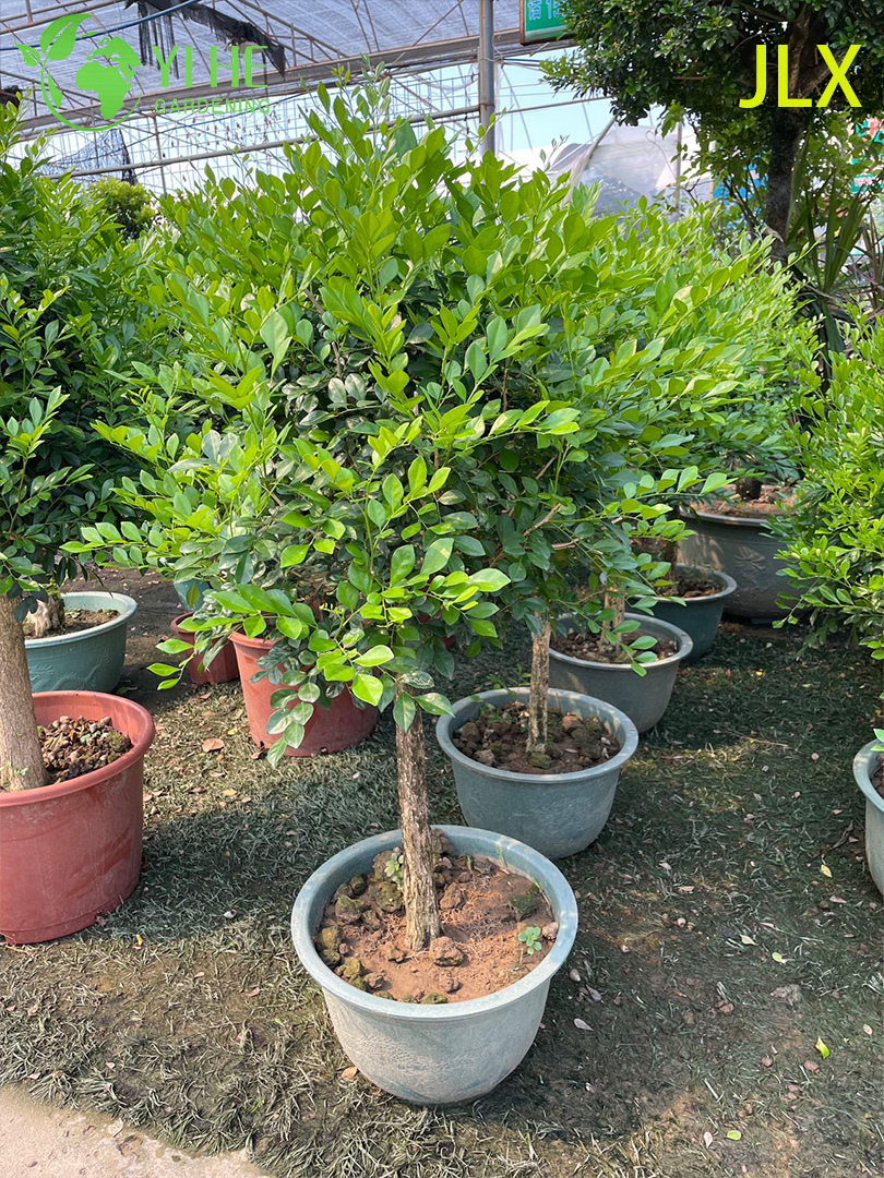 គ្រឿងលម្អ Potted Murraya exotica L. សម្រាប់រោងចក្រនាំចេញ