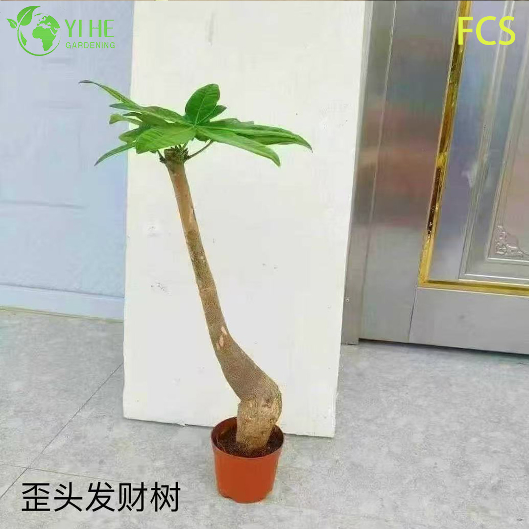 B&aacute;n bu&ocirc;n chậu c&acirc;y Pachira Aquatica cho văn ph&ograve;ng trong nh&agrave; & trang tr&iacute; nội thất