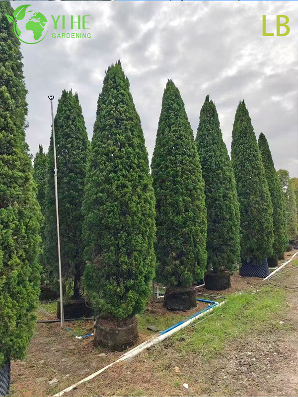 Bonsai ornamentale maturo Sabina chinensis (Kaizuca) per la decorazione del giardino