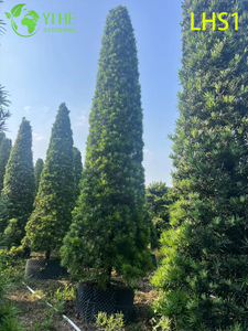 Yoğun - Bah&ccedil;e S&uuml;sleme Ağacı i&ccedil;in Yeşillik Podocarpus Macrophyllus