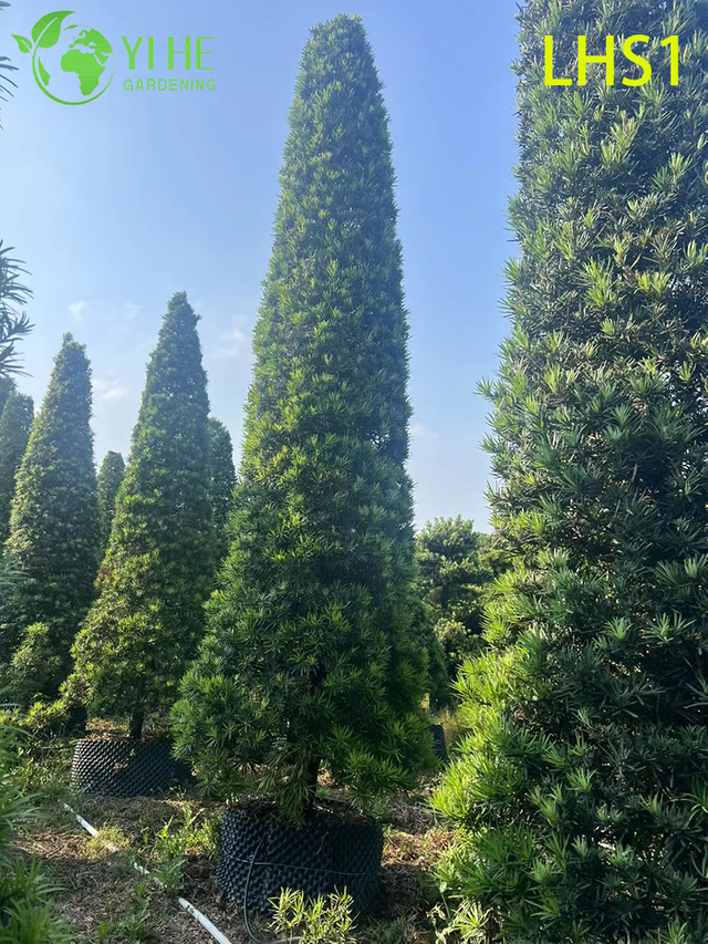 Denso - Fogliame Podocarpus Macrophyllus per albero ornamentale da giardino
