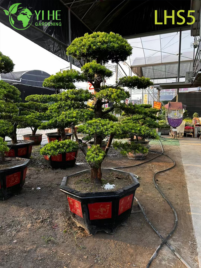 Oryantal - Peyzaj Sanatı i&ccedil;in Tarz Katmanlı Podocarpus Bonsai