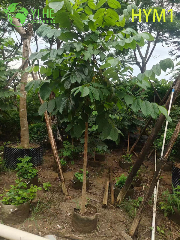Albero fiorito ornamentale nativo di Spathodea campanulata