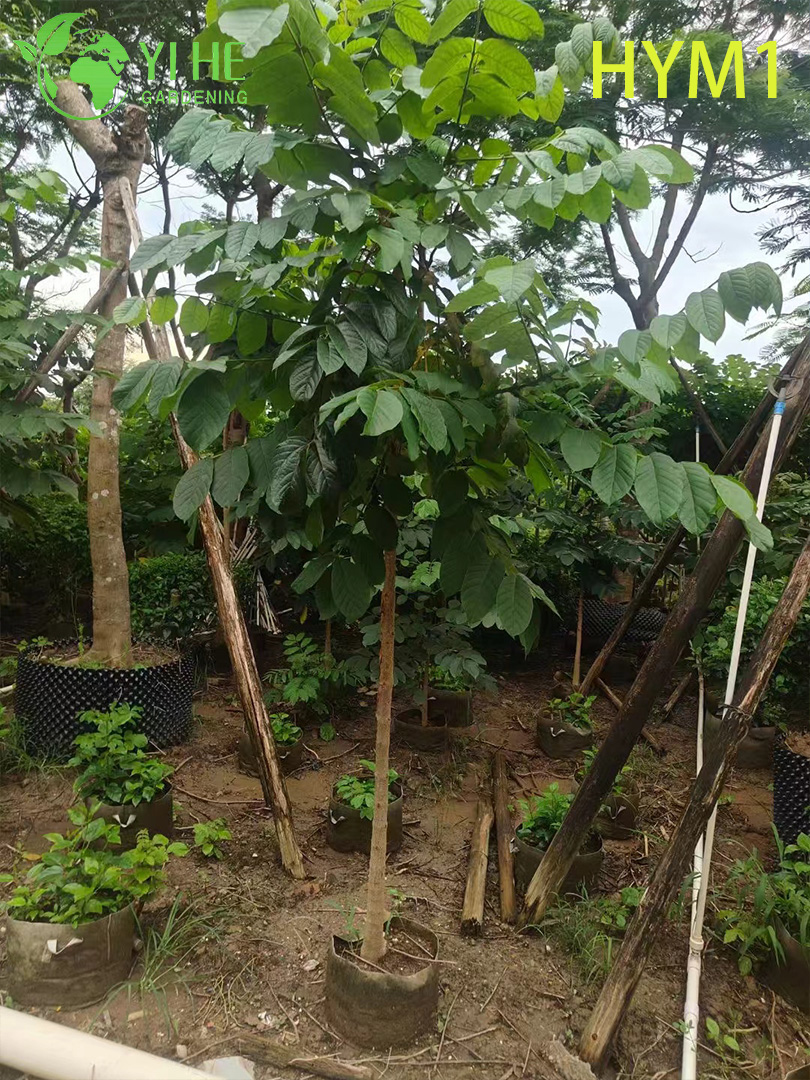 Albero fiorito ornamentale nativo di Spathodea campanulata