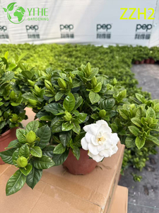 Esportazione all'ingrosso Gardenia Jasminoides in vaso da interno Pianta da fiore ornamentale a foglia piccola