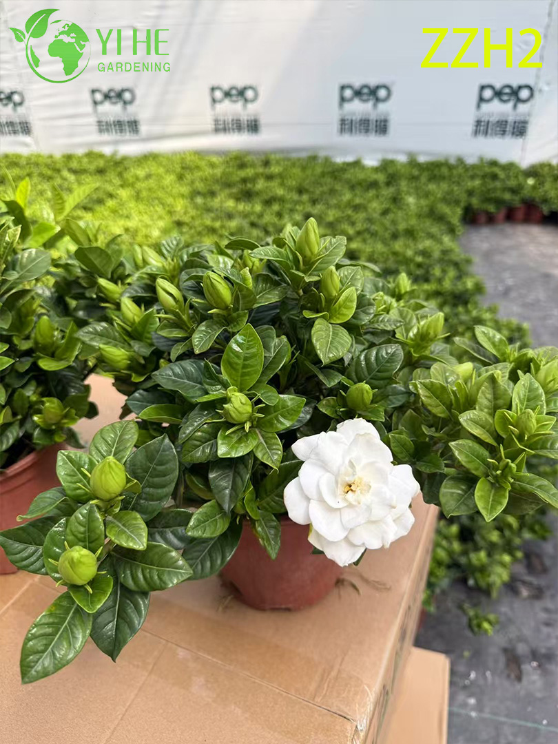 ການສົ່ງອອກຂາຍຍົກໃນລົ່ມ potted Gardenia Jasminoides ພືດປະດັບອອກດອກຂະຫນາດນ້ອຍໃບ
