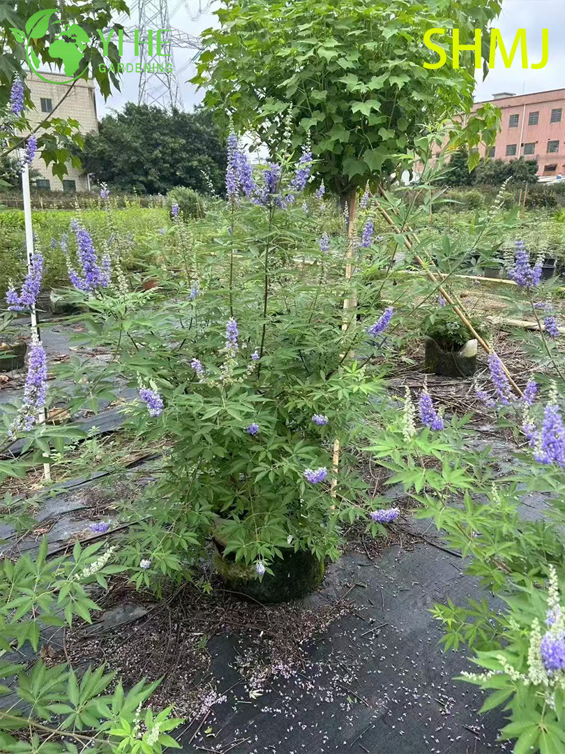 卸売輸出 Vitex Agnus-Castus 観賞用開花低木プレミアム品質
