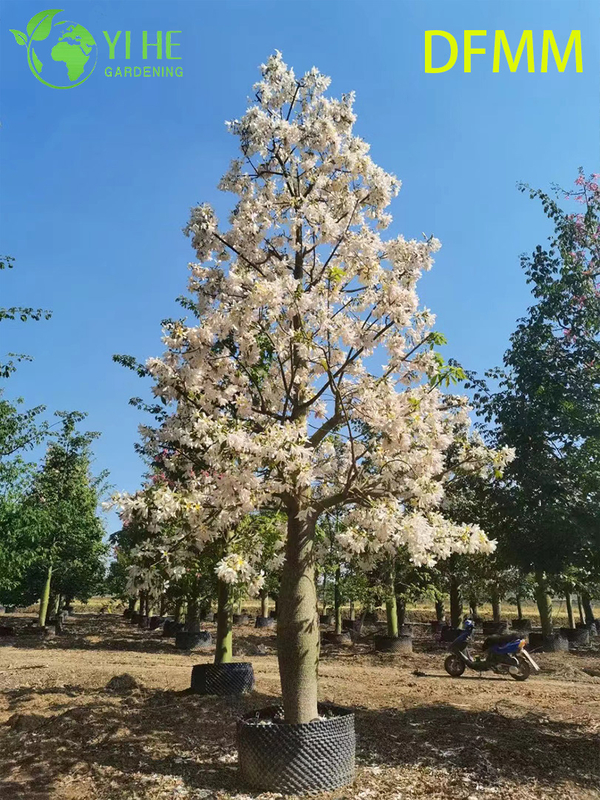 Оптовая продажа вечнозеленых декоративных деревьев Ceiba Speciosa для экспорта в сад и ландшафтный дизайн